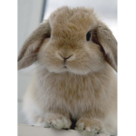 bunnies are the cutest