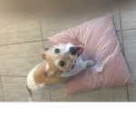Lulu’s bubbas <3