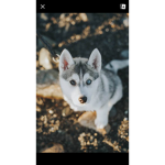 Wolves are awsome always love them