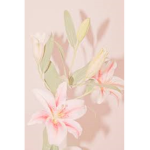 ~Lexi’s Lillie’s~