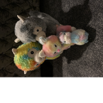 Olivia’s lama hang out