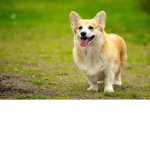 Smidge_the_Dog