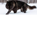 La team qui aime beaucoup les loups