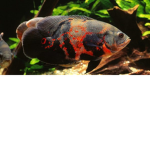 OscarFish Group