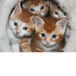 maxwell cat game