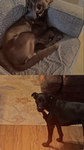 The Dog group only for doggos