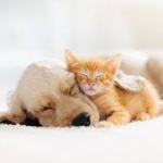 Supermodeler