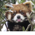 Red pandas yasssss