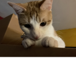 We love kitty’s :3