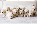 Flying Puppies