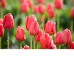 *-RainyRoses-*