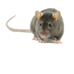 BIG CUTE RAT