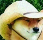 doge/popcat/cheems