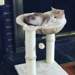 Cat Heads