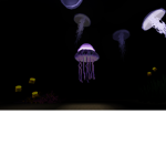 Jellyfish fan club ###