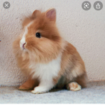 Toffee Bunnies
