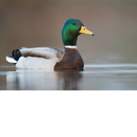 Mallards United