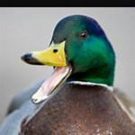 Ducks :D RawR