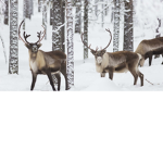 Reindeer's