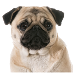 xXThePugXx group
