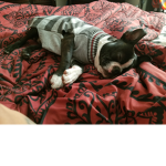 A donation group for my dog