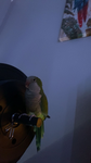 Melon the bird