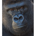 Gorilla face