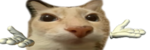 CatFightCo