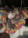 The Rattiest Pack