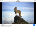Cheetahs, lions and all other animals