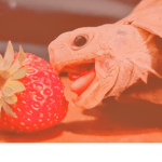 Cloud Strawberry Turtles