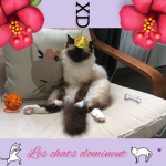 Les chats dominent
