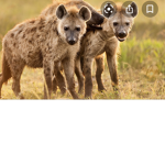 hyena008 fan club