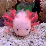 Official Axolotl Clothing Group