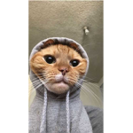 -The Night Owls-