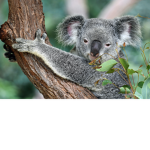 Koala O nana