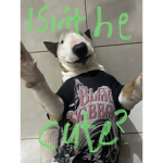 Good doggy club