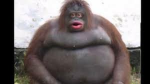 Monkes&bananas