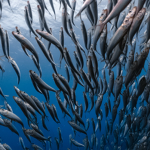 Sardine gang