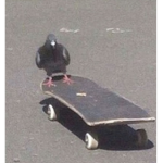The Pigeons For Life Club