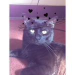 Mycatsgroup