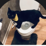 Cat fan2