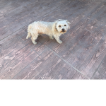 My cute dog coco
