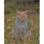 。* serene * 。