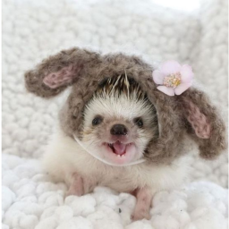 🦔
