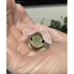 Lil frogs<3