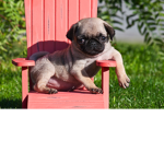 Pugz rule!!!