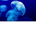 Jellyfish Jammers