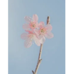 flowers.youtuber group!!