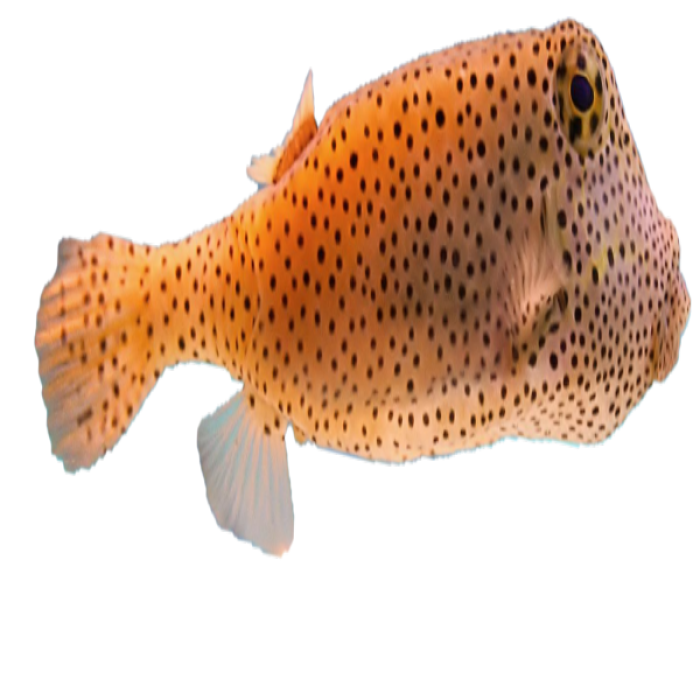 fish 5 Roblox decal
